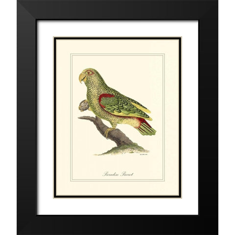 Paradise Parrot Black Modern Wood Framed Art Print with Double Matting by Edwards, George