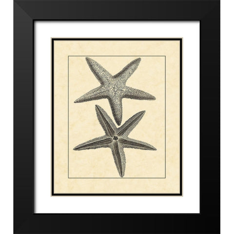 AntiqueandDeckle Vintage Starfish I Black Modern Wood Framed Art Print with Double Matting by Vision Studio