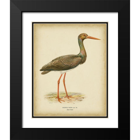 Non-embellished Vintage Heron I Black Modern Wood Framed Art Print with Double Matting by Wright, Von