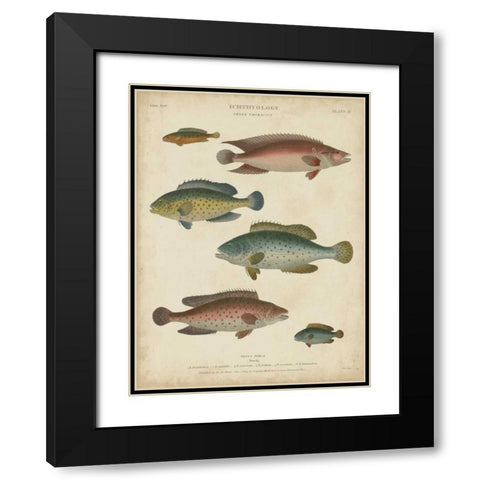 Non-Embellished Ichthyology I Black Modern Wood Framed Art Print with Double Matting by Rees, Abraham