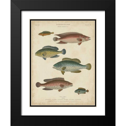 Non-Embellished Ichthyology I Black Modern Wood Framed Art Print with Double Matting by Rees, Abraham