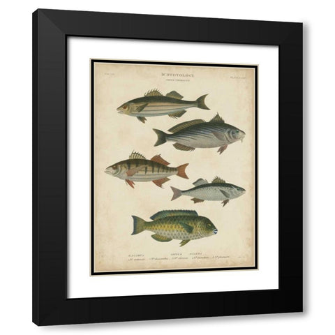 Non-Embellished Ichthyology III Black Modern Wood Framed Art Print with Double Matting by Rees, Abraham