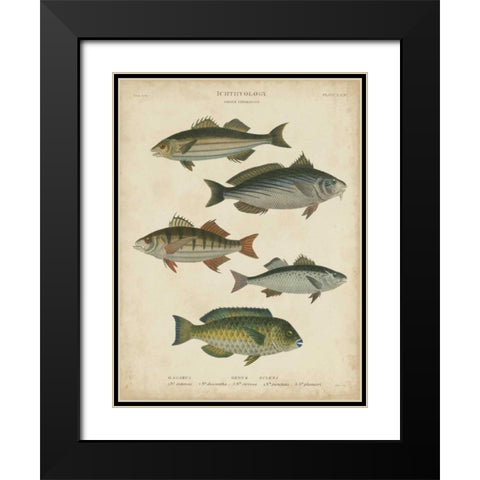 Non-Embellished Ichthyology III Black Modern Wood Framed Art Print with Double Matting by Rees, Abraham