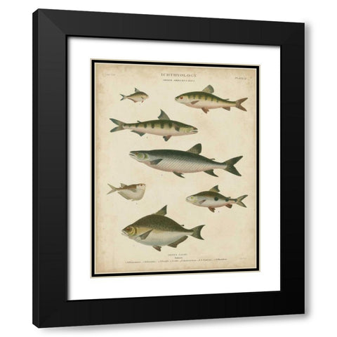 Non-Embellished Ichthyology IV Black Modern Wood Framed Art Print with Double Matting by Rees, Abraham