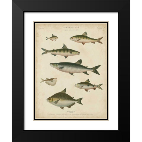 Non-Embellished Ichthyology IV Black Modern Wood Framed Art Print with Double Matting by Rees, Abraham
