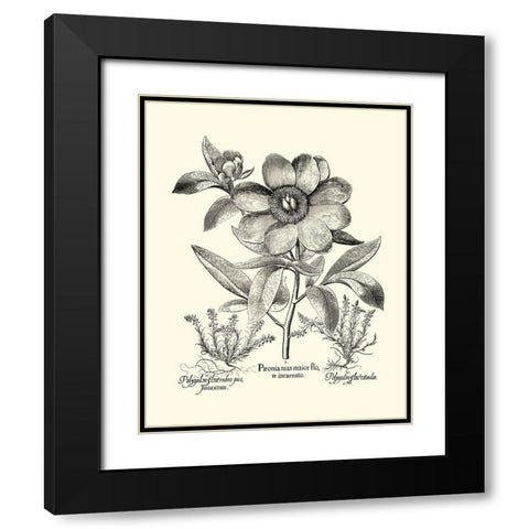 Black and White Besler Peony I Black Modern Wood Framed Art Print with Double Matting by Besler, Basilius