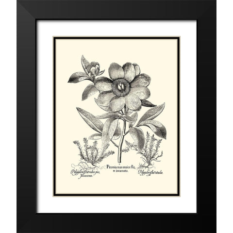 Black and White Besler Peony I Black Modern Wood Framed Art Print with Double Matting by Besler, Basilius