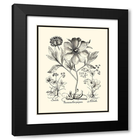 Black and White Besler Peony II Black Modern Wood Framed Art Print with Double Matting by Besler, Basilius