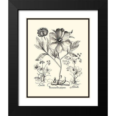 Black and White Besler Peony II Black Modern Wood Framed Art Print with Double Matting by Besler, Basilius