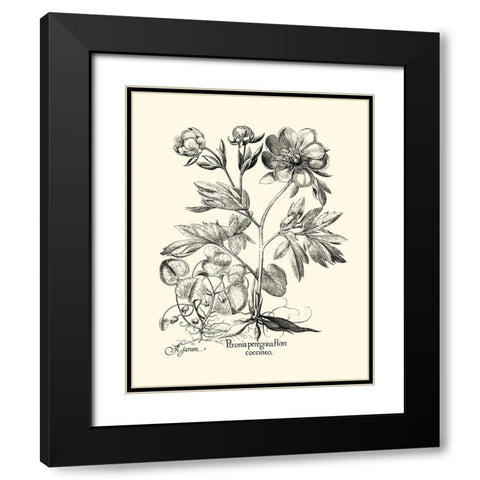 Black and White Besler Peony III Black Modern Wood Framed Art Print with Double Matting by Besler, Basilius