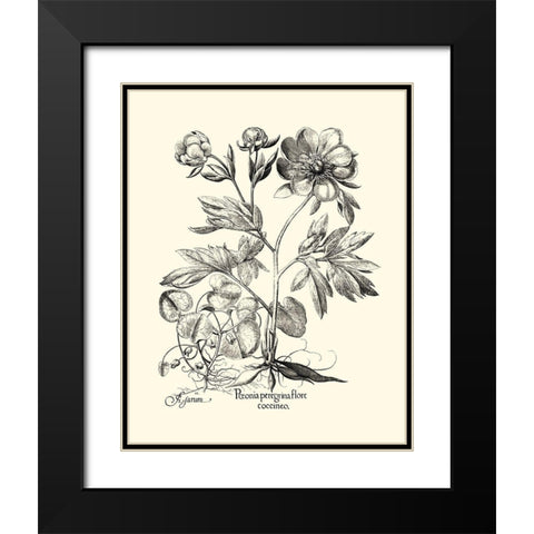 Black and White Besler Peony III Black Modern Wood Framed Art Print with Double Matting by Besler, Basilius