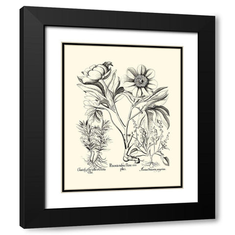 Black and White Besler Peony IV Black Modern Wood Framed Art Print with Double Matting by Besler, Basilius