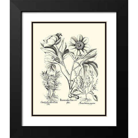 Black and White Besler Peony IV Black Modern Wood Framed Art Print with Double Matting by Besler, Basilius
