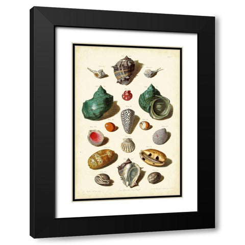 Muller Shells Tab. V Black Modern Wood Framed Art Print with Double Matting by Muller, Gabriel