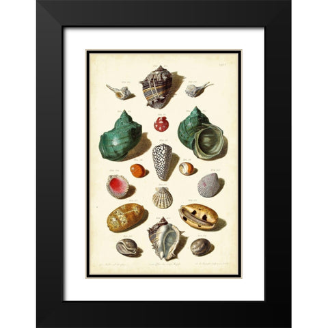 Muller Shells Tab. V Black Modern Wood Framed Art Print with Double Matting by Muller, Gabriel