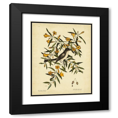 Cates. Black-capt Flycatch. Pl. T53 Black Modern Wood Framed Art Print with Double Matting by Catesby, Mark