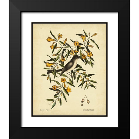 Cates. Black-capt Flycatch. Pl. T53 Black Modern Wood Framed Art Print with Double Matting by Catesby, Mark