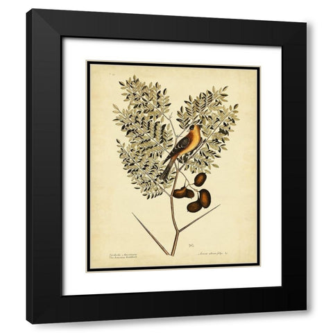 Catesby American Goldfinch  Pl. T43 Black Modern Wood Framed Art Print with Double Matting by Catesby, Mark