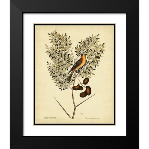 Catesby American Goldfinch  Pl. T43 Black Modern Wood Framed Art Print with Double Matting by Catesby, Mark