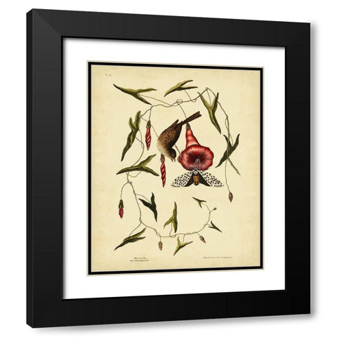 Catesby Little Sparrow  Pl. T35 Black Modern Wood Framed Art Print with Double Matting by Catesby, Mark