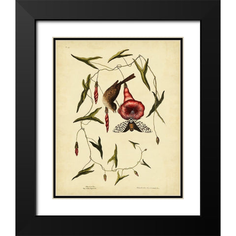 Catesby Little Sparrow  Pl. T35 Black Modern Wood Framed Art Print with Double Matting by Catesby, Mark