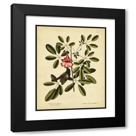 Catesby Bahama Sparrow  Pl. T37 Black Modern Wood Framed Art Print with Double Matting by Catesby, Mark