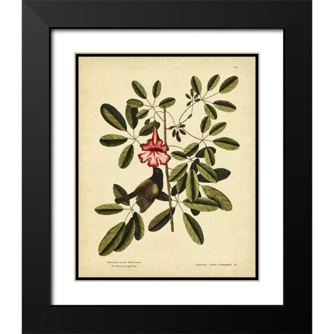 Catesby Bahama Sparrow  Pl. T37 Black Modern Wood Framed Art Print with Double Matting by Catesby, Mark