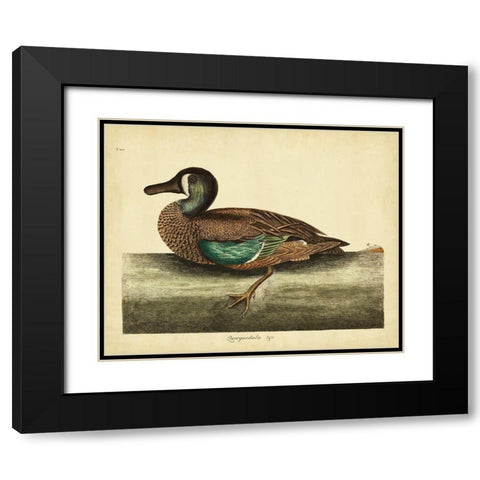 Catesby White-face Teal Pl. T100 Black Modern Wood Framed Art Print with Double Matting by Catesby, Mark