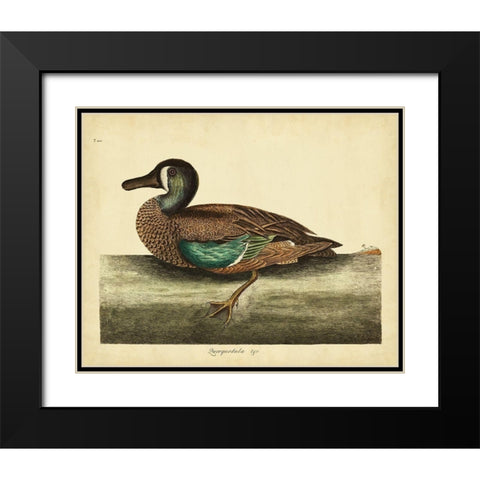 Catesby White-face Teal Pl. T100 Black Modern Wood Framed Art Print with Double Matting by Catesby, Mark