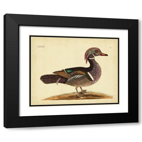 Catesby Summer Duck PL T97 Black Modern Wood Framed Art Print with Double Matting by Catesby, Mark
