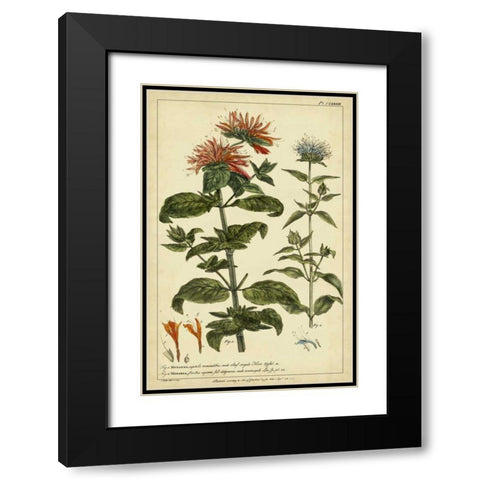Monarda, Pl. CLXXXIII Black Modern Wood Framed Art Print with Double Matting by Miller, Philip