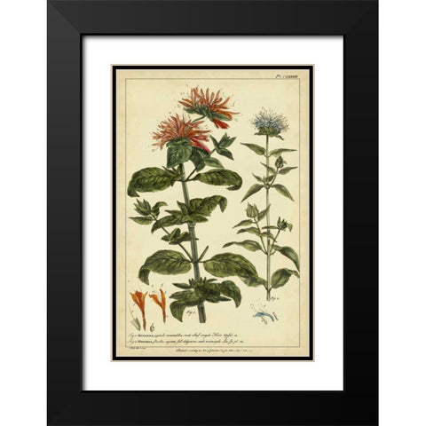 Monarda, Pl. CLXXXIII Black Modern Wood Framed Art Print with Double Matting by Miller, Philip