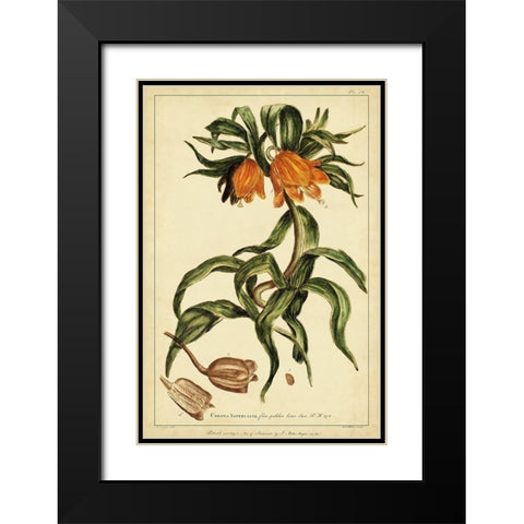 Corona Imperalis Pl. CV Black Modern Wood Framed Art Print with Double Matting by Miller, Phillip