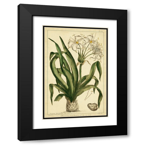 Crinum  Pl. CX Black Modern Wood Framed Art Print with Double Matting by Miller, Phillip