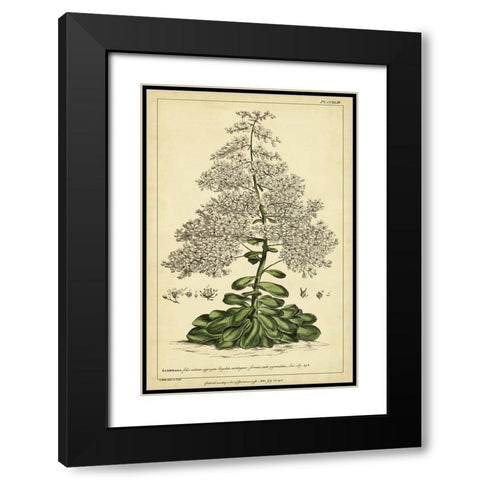 Saxifraga  Pl. CCXLIII Black Modern Wood Framed Art Print with Double Matting by Miller, Phillip