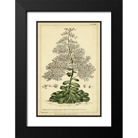 Saxifraga  Pl. CCXLIII Black Modern Wood Framed Art Print with Double Matting by Miller, Phillip