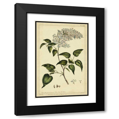 Lilac, Pl. CLXIII Black Modern Wood Framed Art Print with Double Matting by Miller, Philip