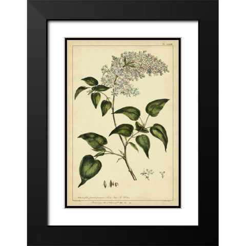 Lilac, Pl. CLXIII Black Modern Wood Framed Art Print with Double Matting by Miller, Philip