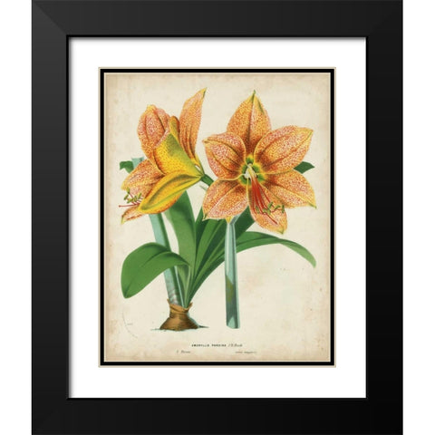 Tropical Array I Black Modern Wood Framed Art Print with Double Matting by Van Houtteano, Horto