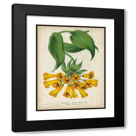 Tropical Array II Black Modern Wood Framed Art Print with Double Matting by Van Houtteano, Horto