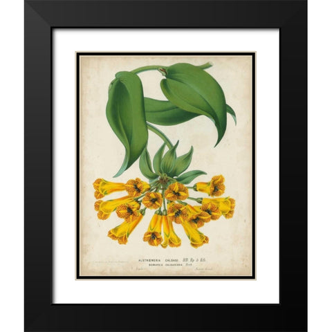 Tropical Array II Black Modern Wood Framed Art Print with Double Matting by Van Houtteano, Horto