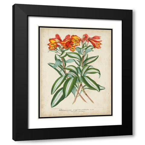 Tropical Array III Black Modern Wood Framed Art Print with Double Matting by Van Houtteano, Horto