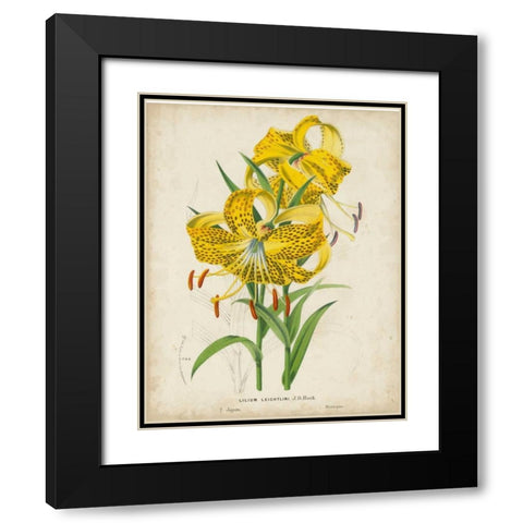 Tropical Array IV Black Modern Wood Framed Art Print with Double Matting by Van Houtteano, Horto