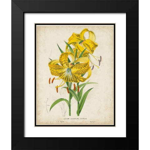 Tropical Array IV Black Modern Wood Framed Art Print with Double Matting by Van Houtteano, Horto