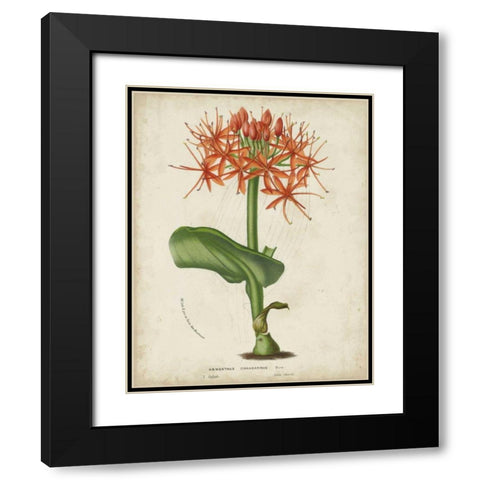 Tropical Array V Black Modern Wood Framed Art Print with Double Matting by Van Houtteano, Horto