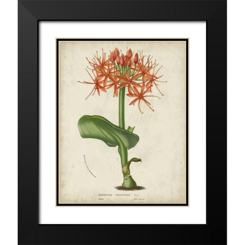 Tropical Array V Black Modern Wood Framed Art Print with Double Matting by Van Houtteano, Horto