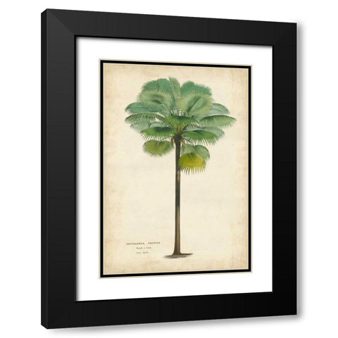 Palm of the Tropics II Black Modern Wood Framed Art Print with Double Matting by Van Houtteano, Horto