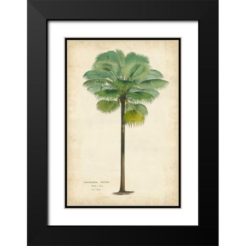Palm of the Tropics II Black Modern Wood Framed Art Print with Double Matting by Van Houtteano, Horto