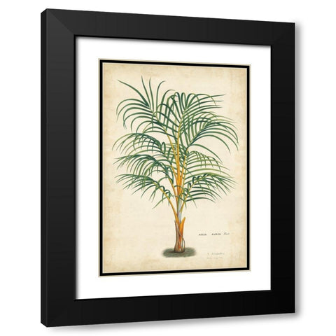 Palm of the Tropics III Black Modern Wood Framed Art Print with Double Matting by Van Houtteano, Horto