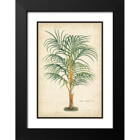 Palm of the Tropics III Black Modern Wood Framed Art Print with Double Matting by Van Houtteano, Horto